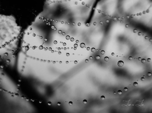 Web Drops Ver A Water droplets on a spider's web in black and white